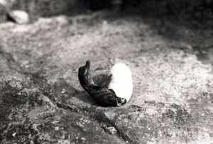 Alligator hatching